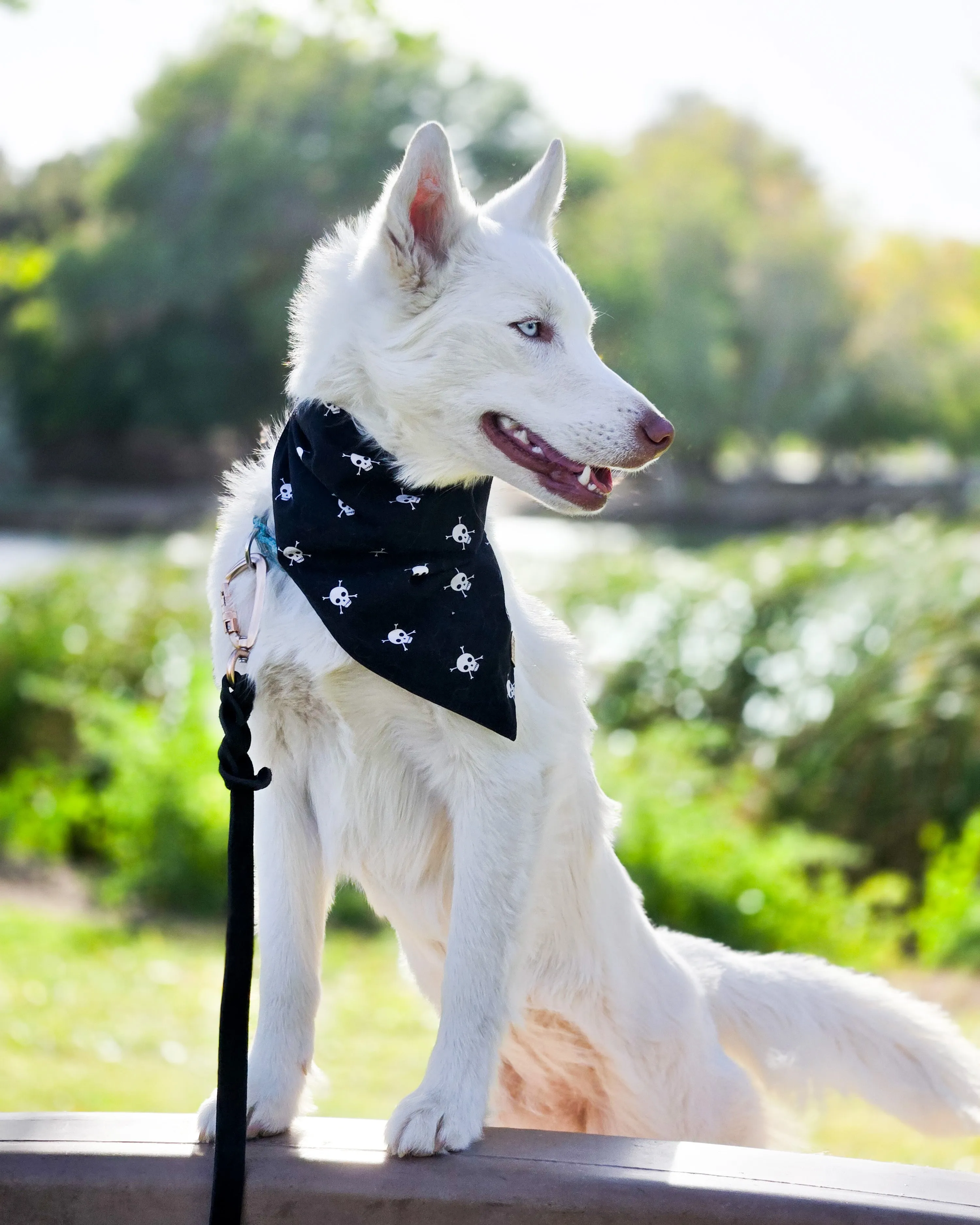 Bad to the Bone Dog Bandana