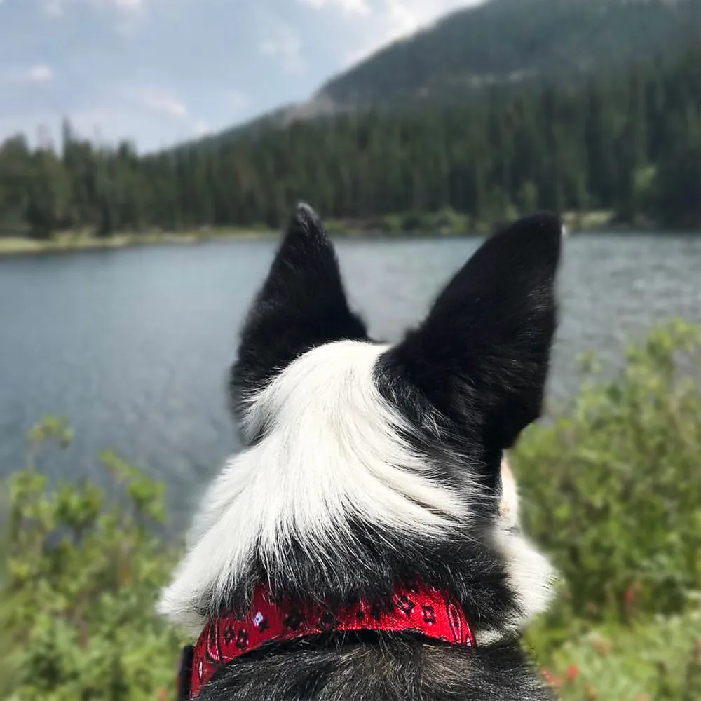 Bandana Dog Collars, Leads, and Bows - 2 Styles