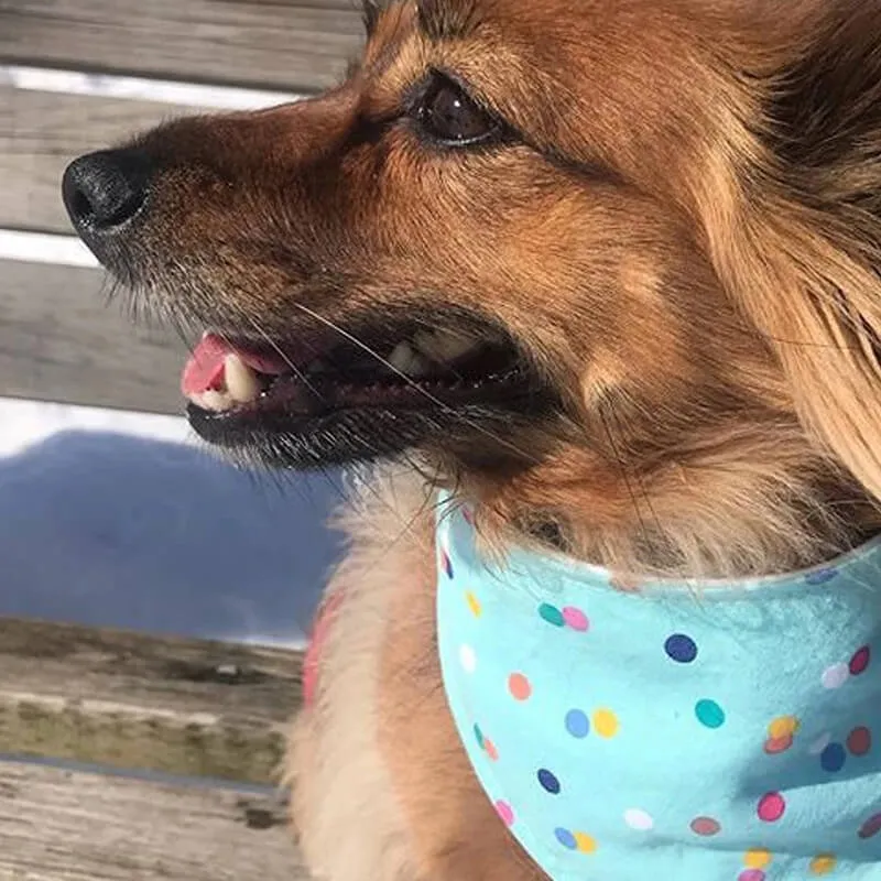 Bibby Bubby Bandana - Confetti
