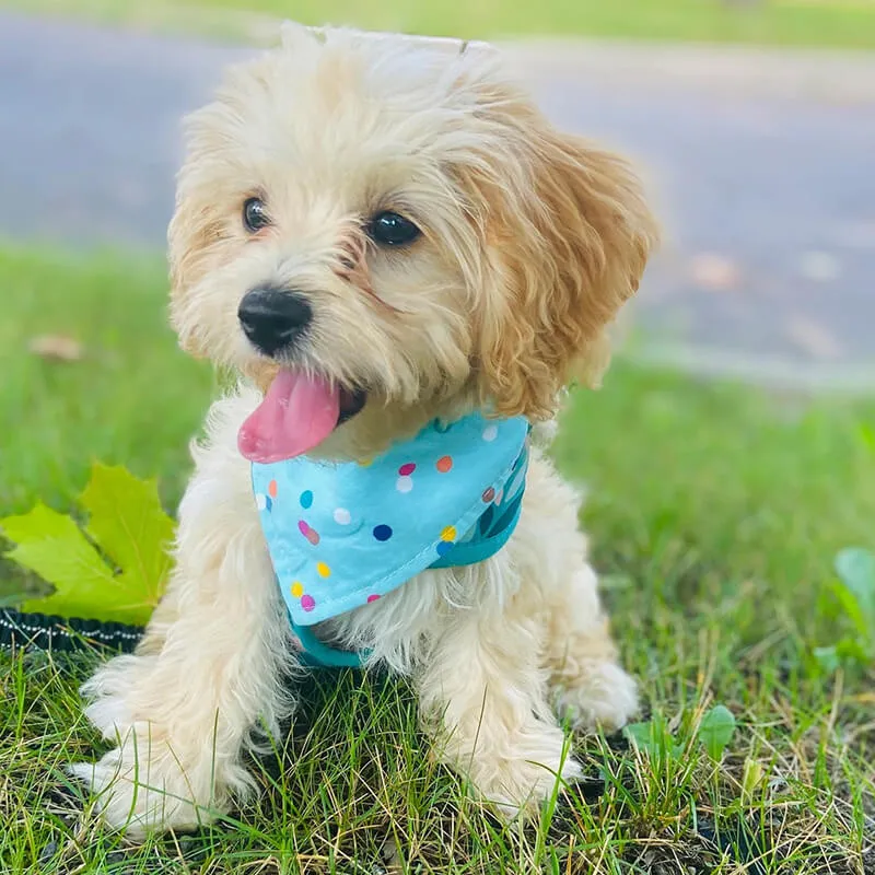 Bibby Bubby Bandana - Confetti
