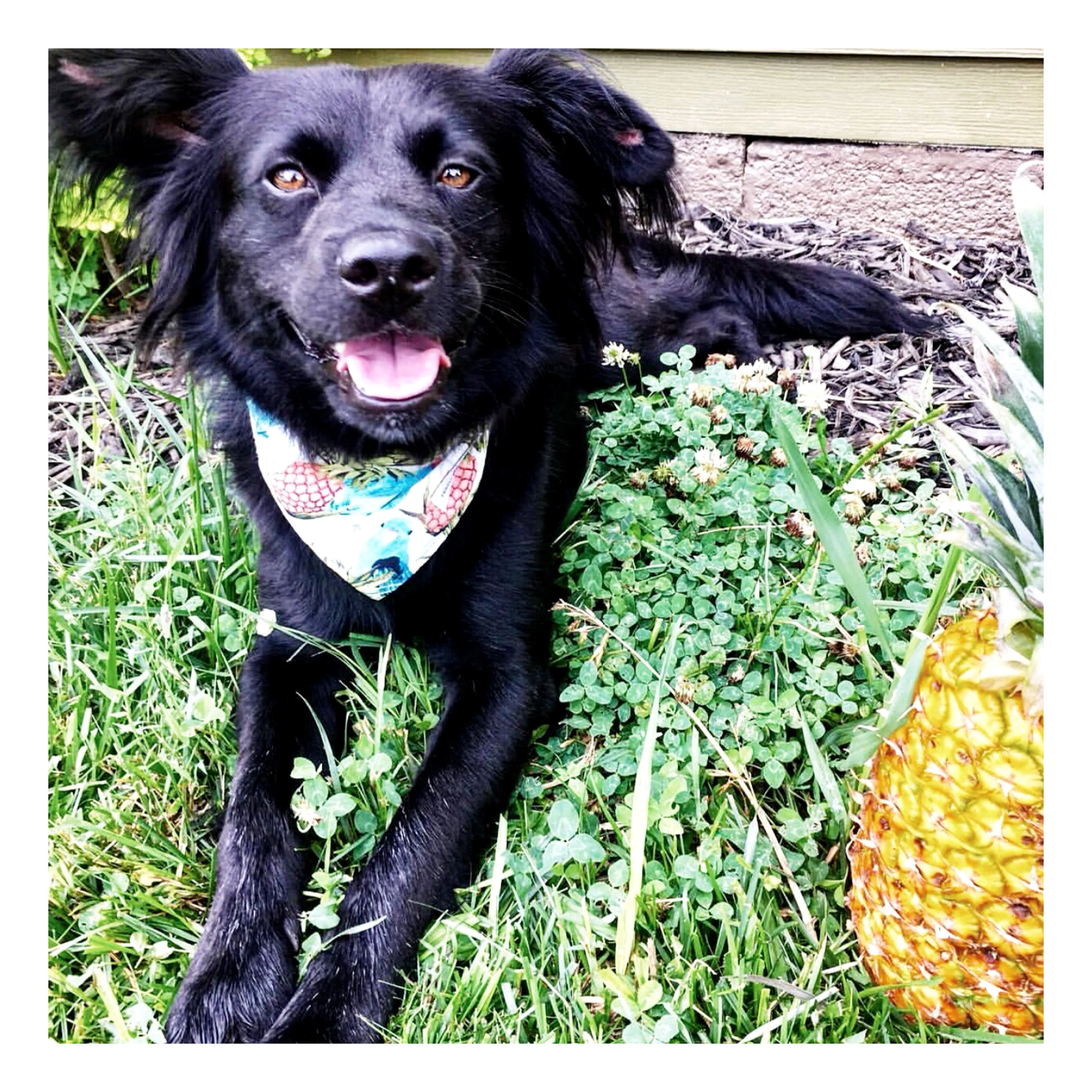 Characters/Animals Bandana Bundles