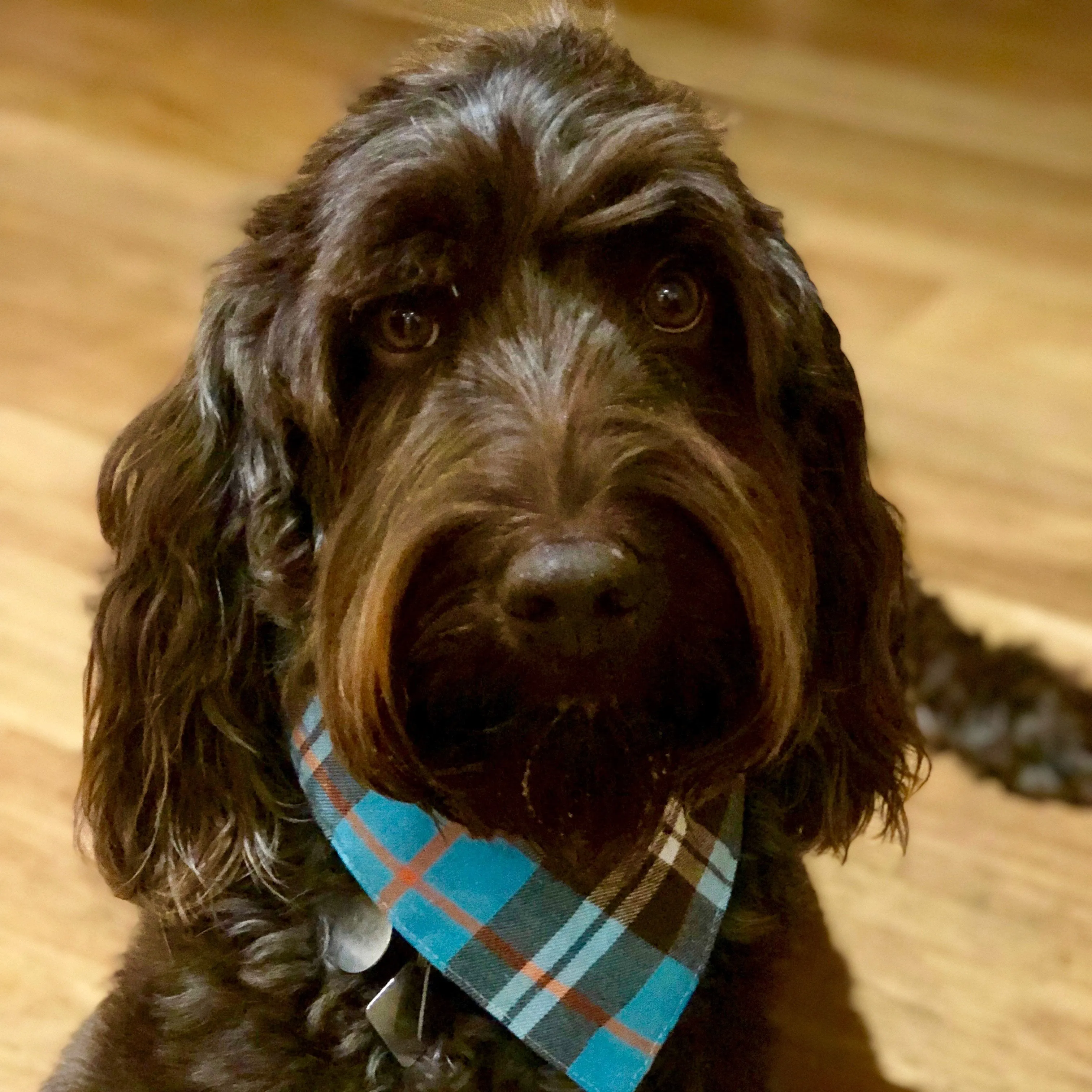 Dog Bandanas - Plaid Flannel