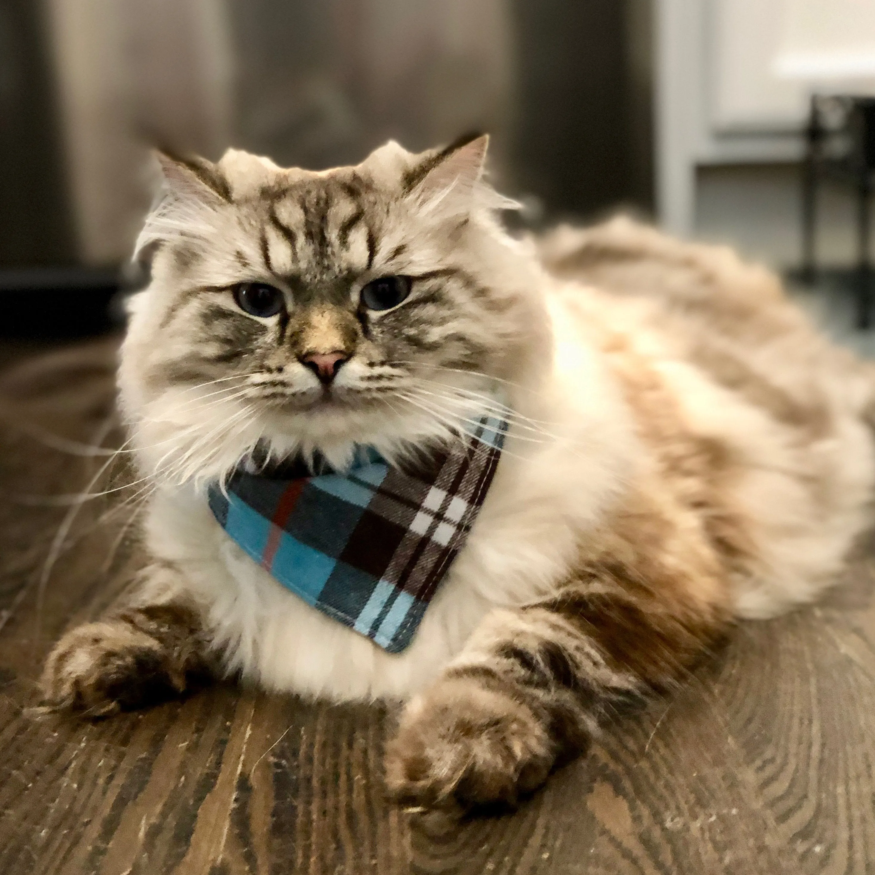 Dog Bandanas - Plaid Flannel