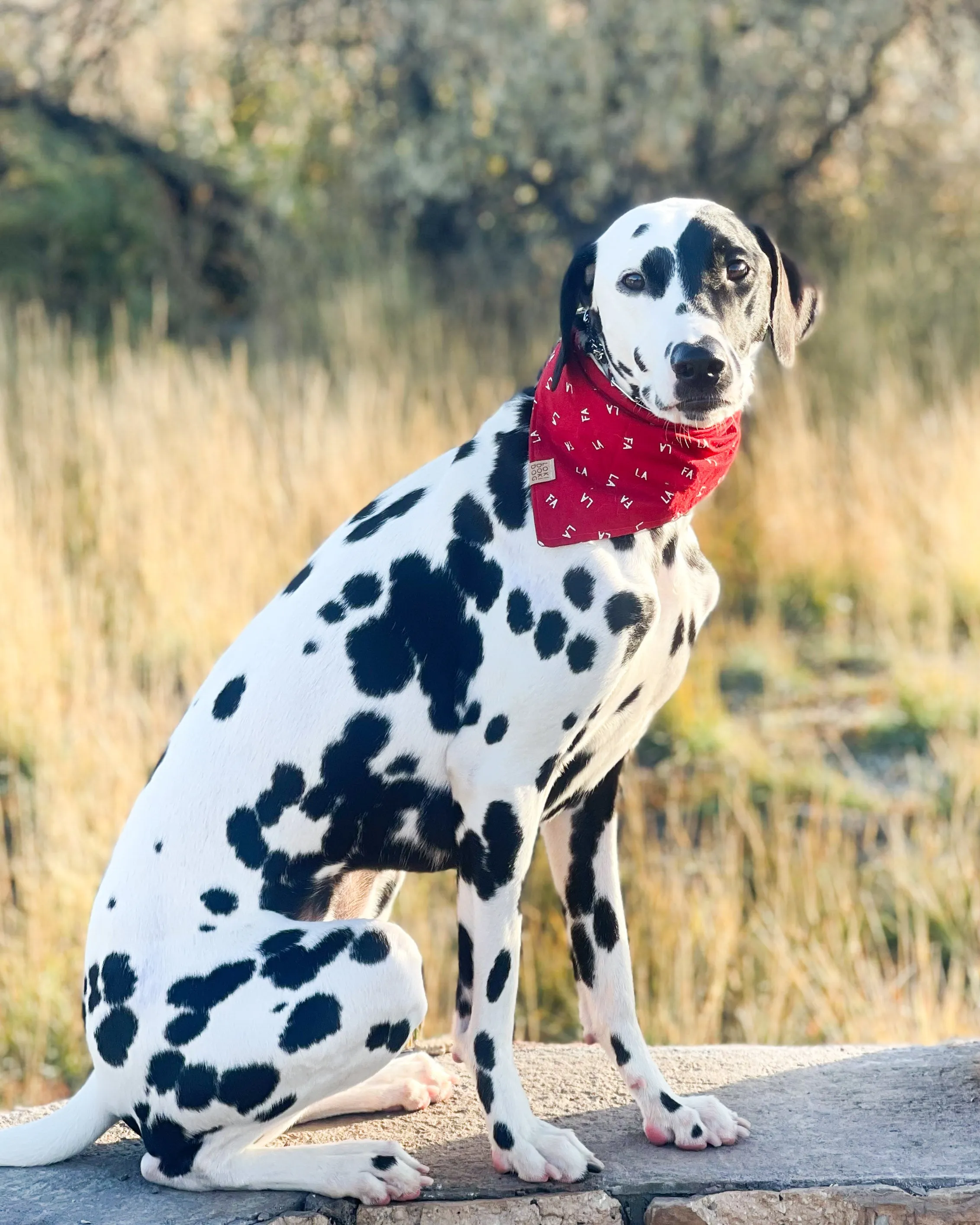 Fa La La Dog Bandana