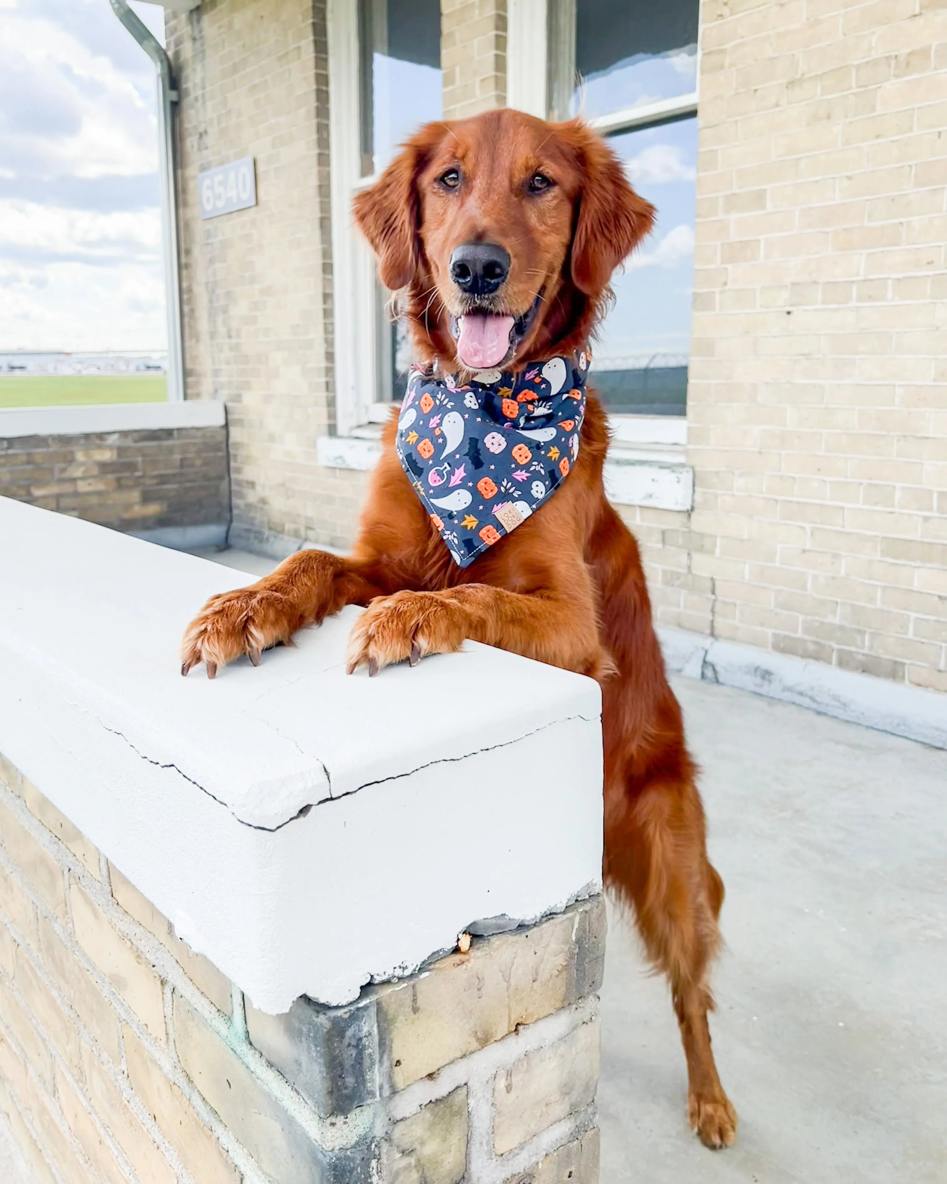 Ghoulishly Cute Halloween Dog Bandana