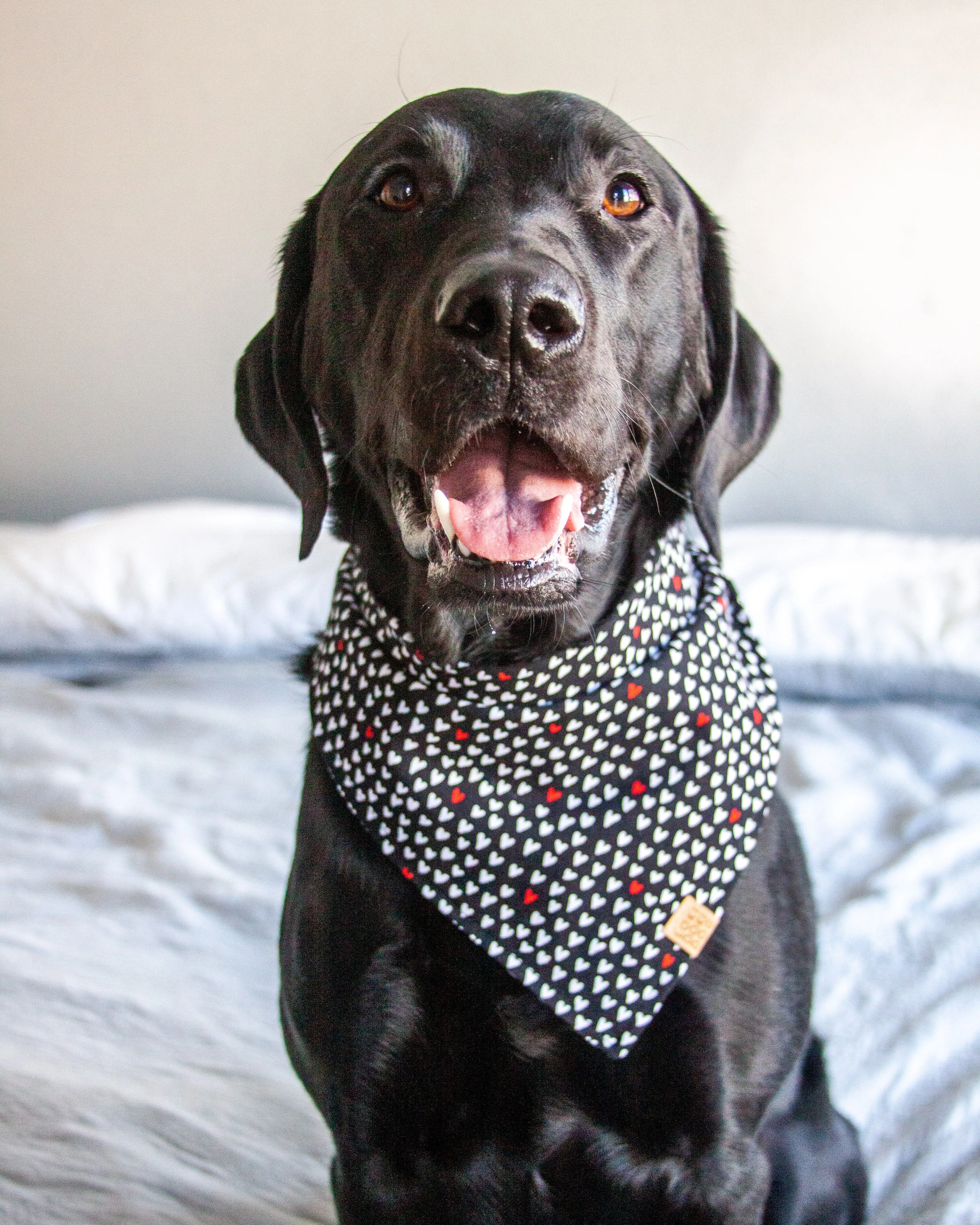 Mad Love Dog Bandana
