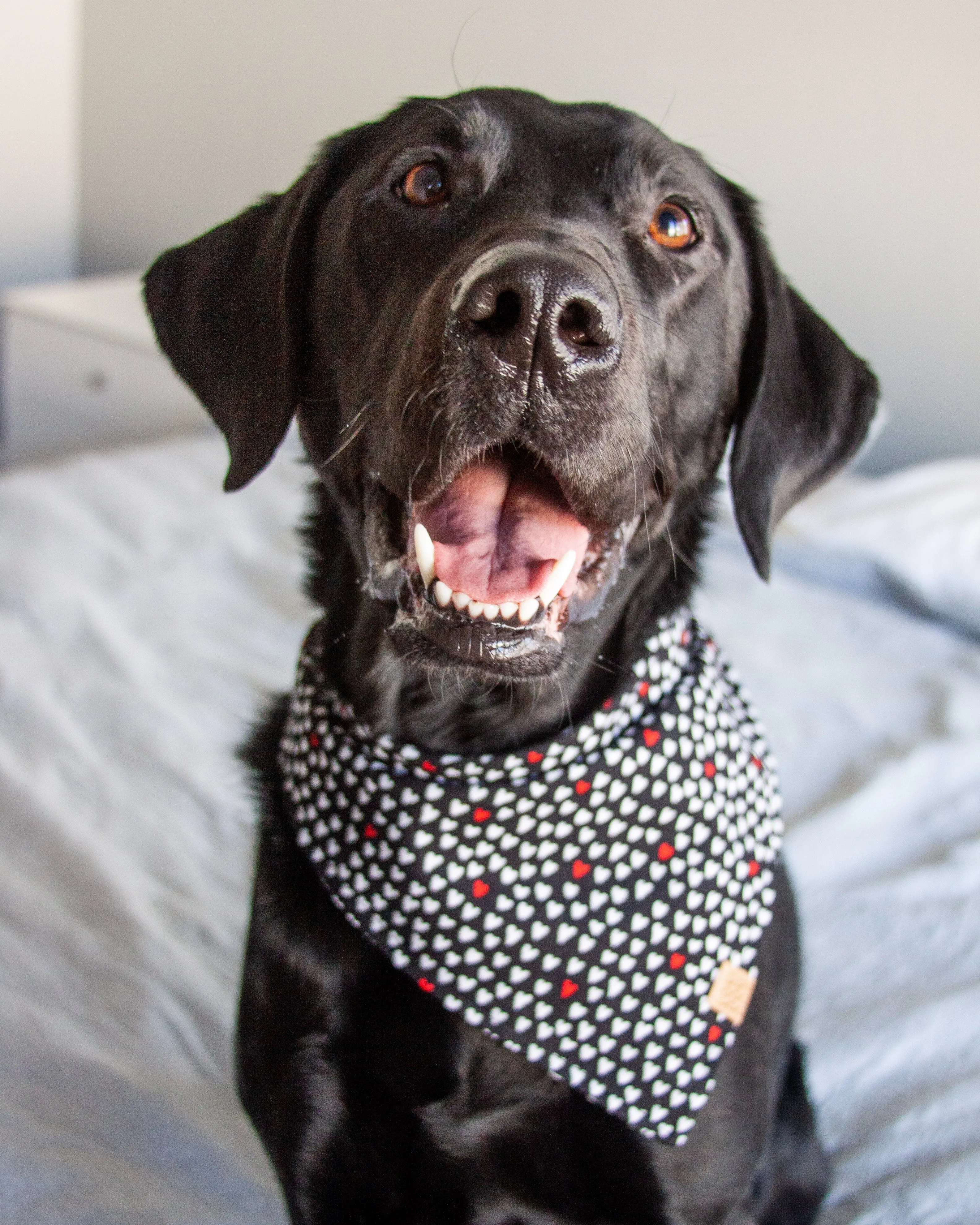 Mad Love Dog Bandana