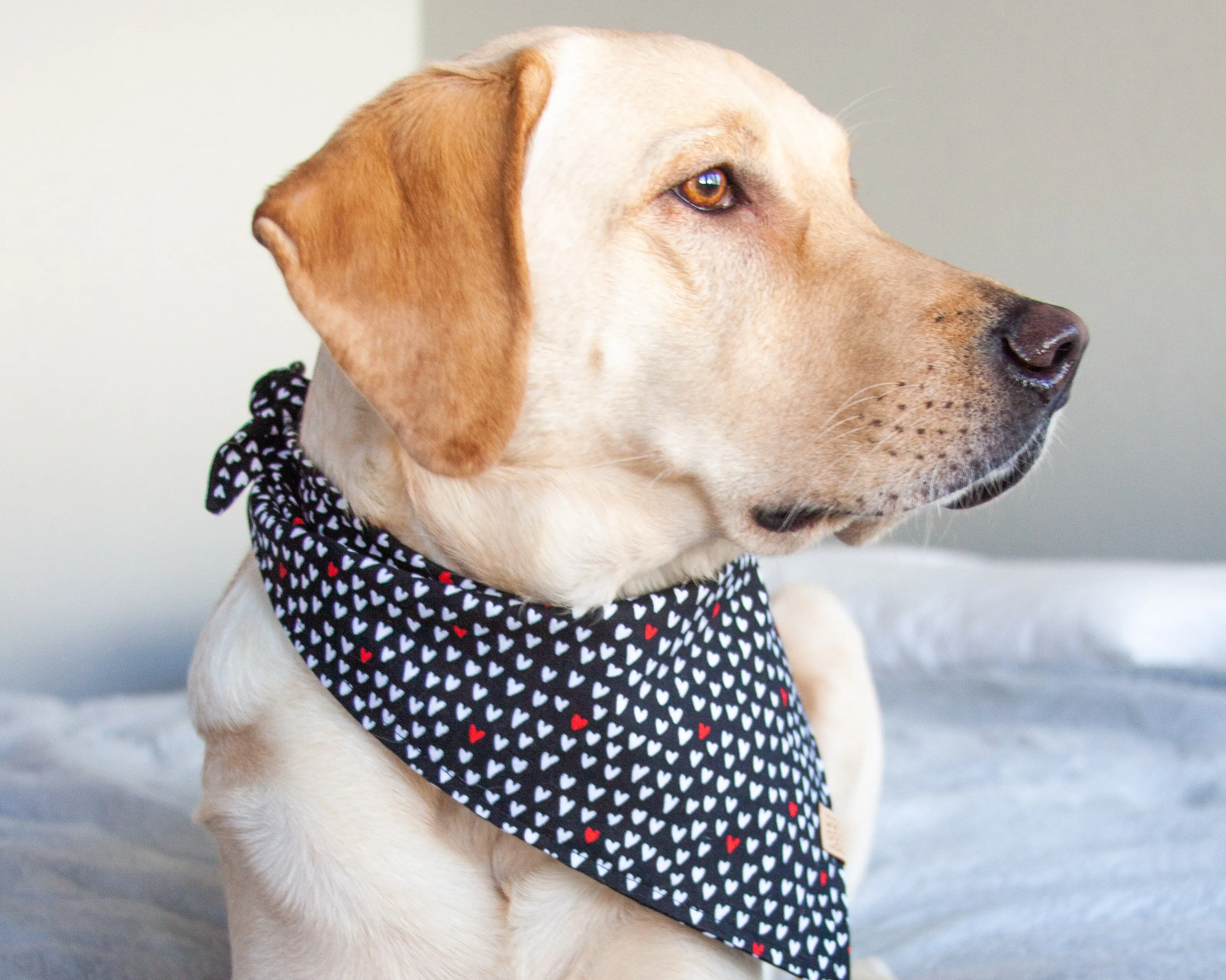 Mad Love Dog Bandana