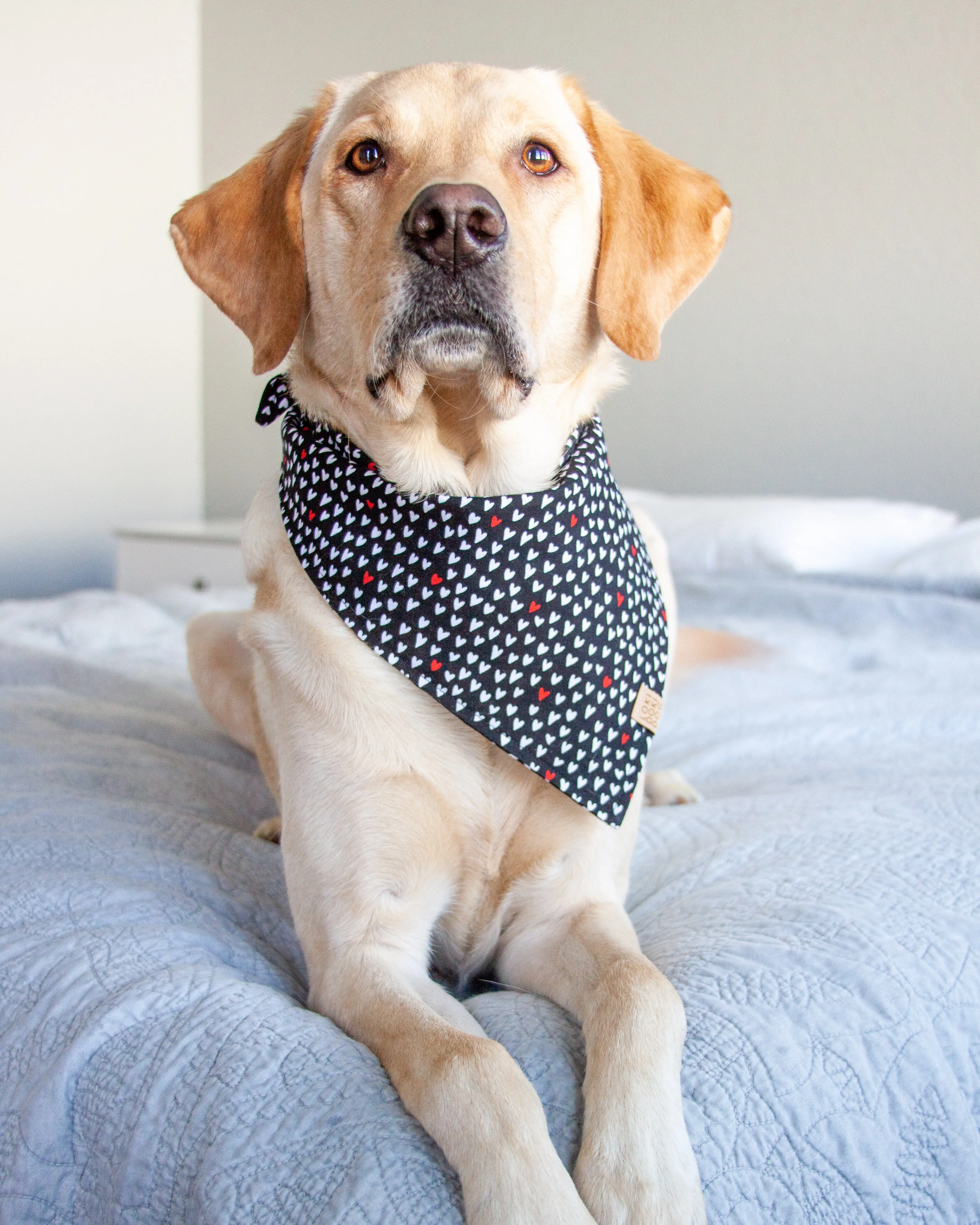 Mad Love Dog Bandana