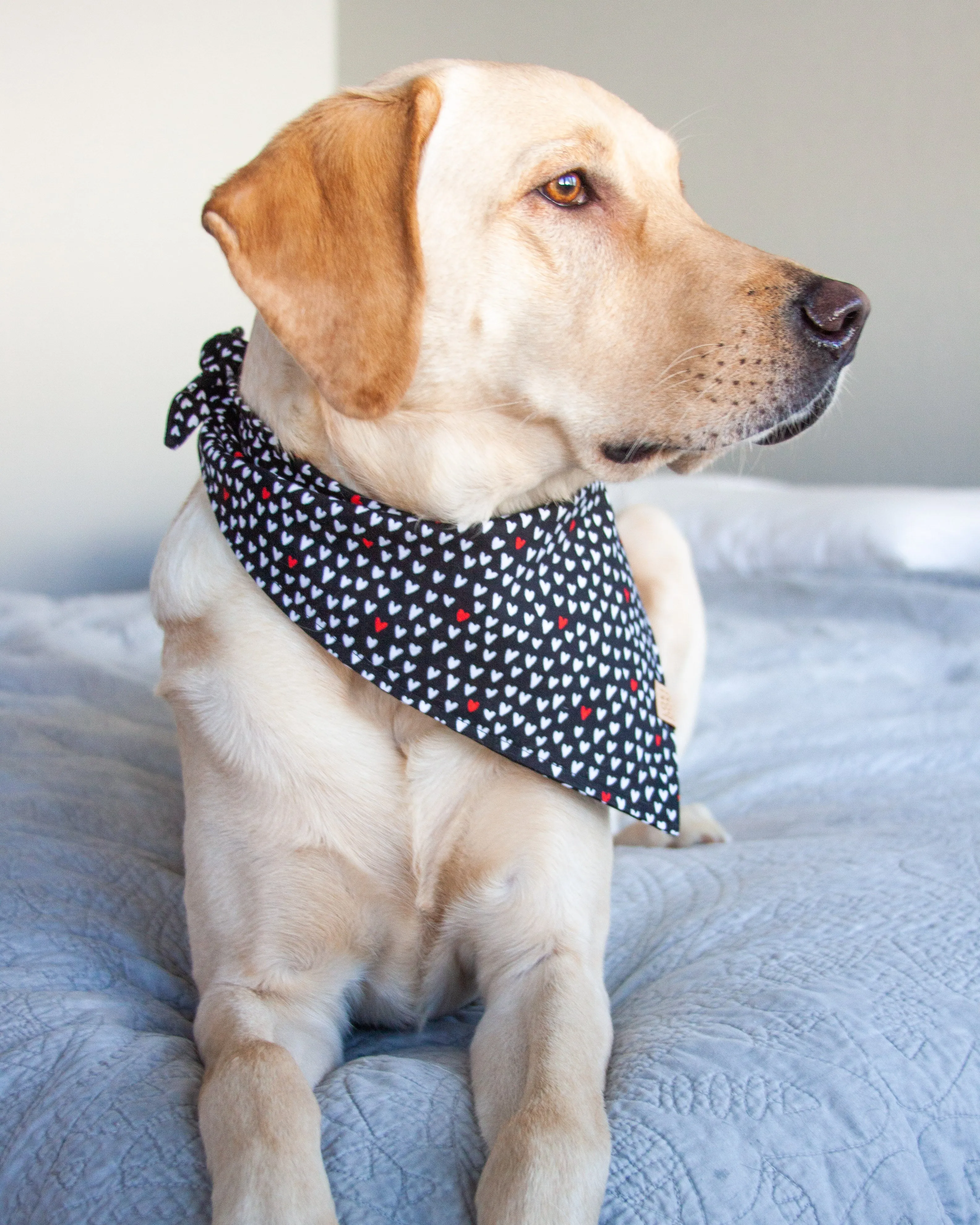 Mad Love Dog Bandana