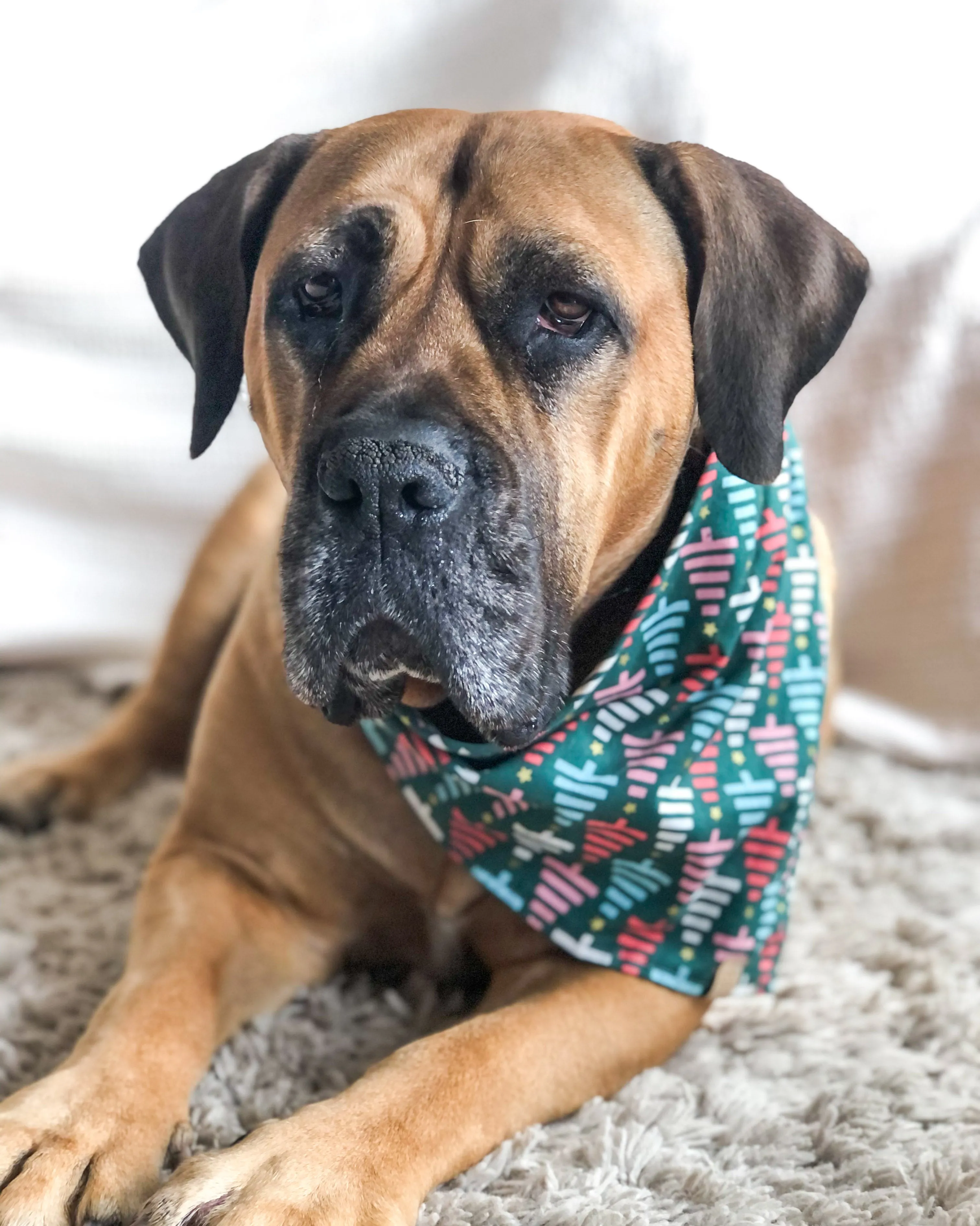 O Christmas Tree Dog Bandana
