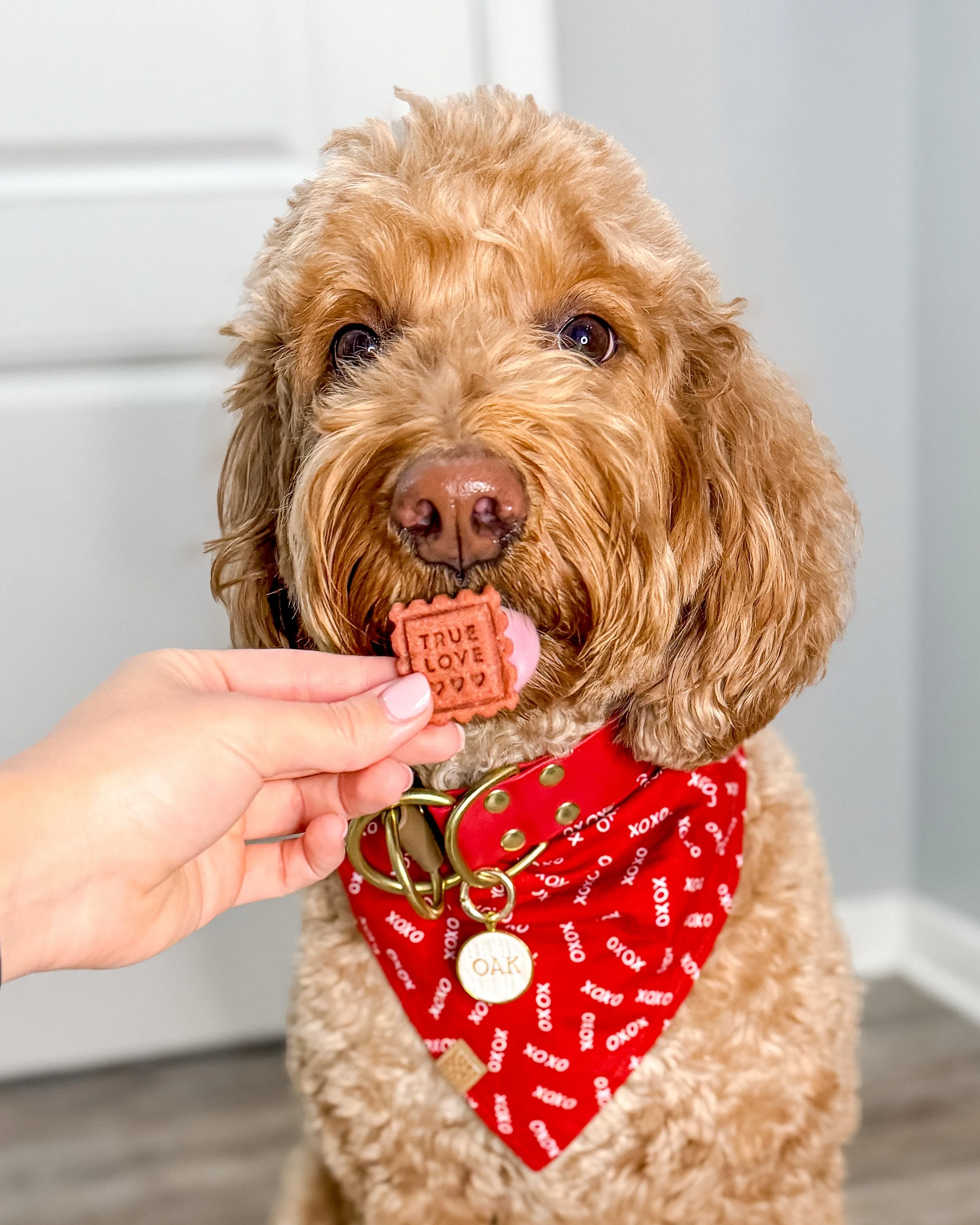 Red XOXO Dog Bandana