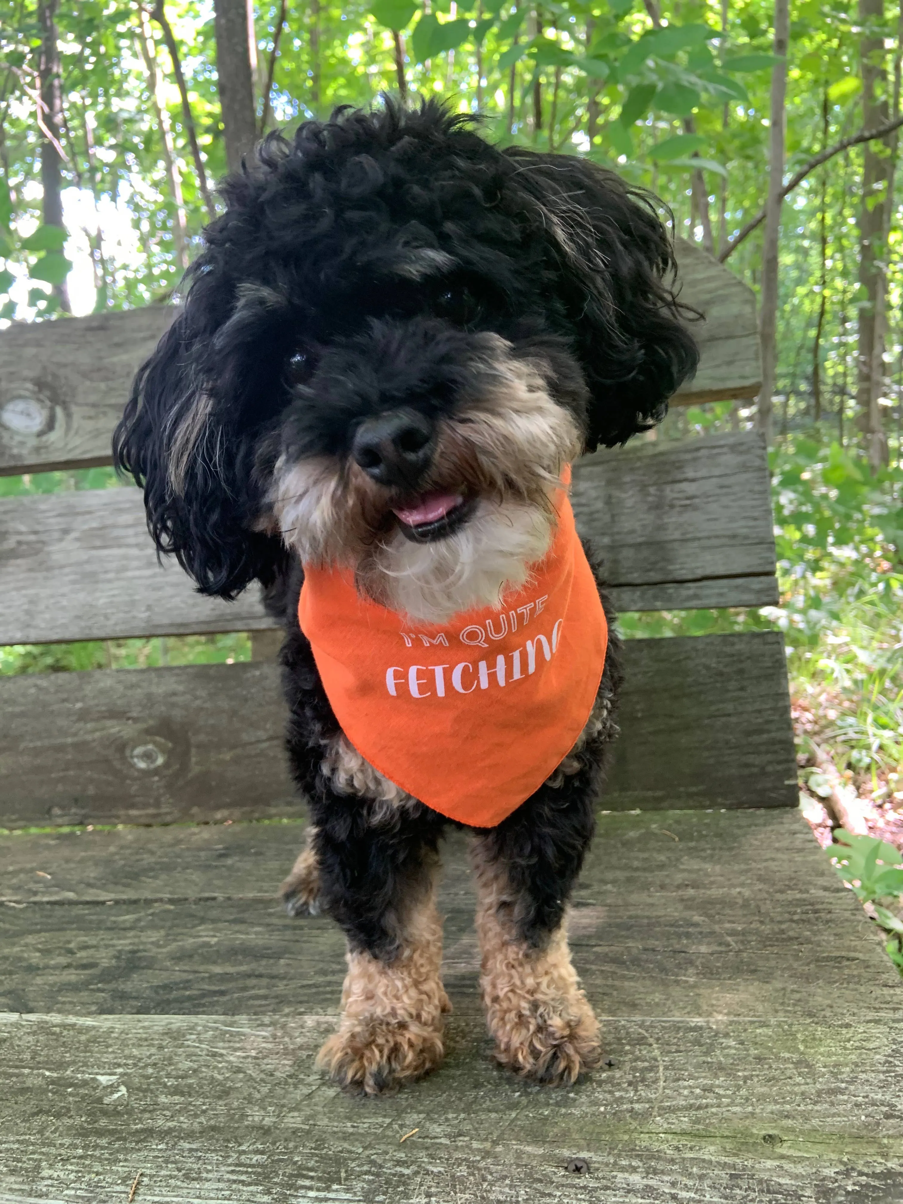 Sentimental Pet Bandana - I'm Quite Fetching