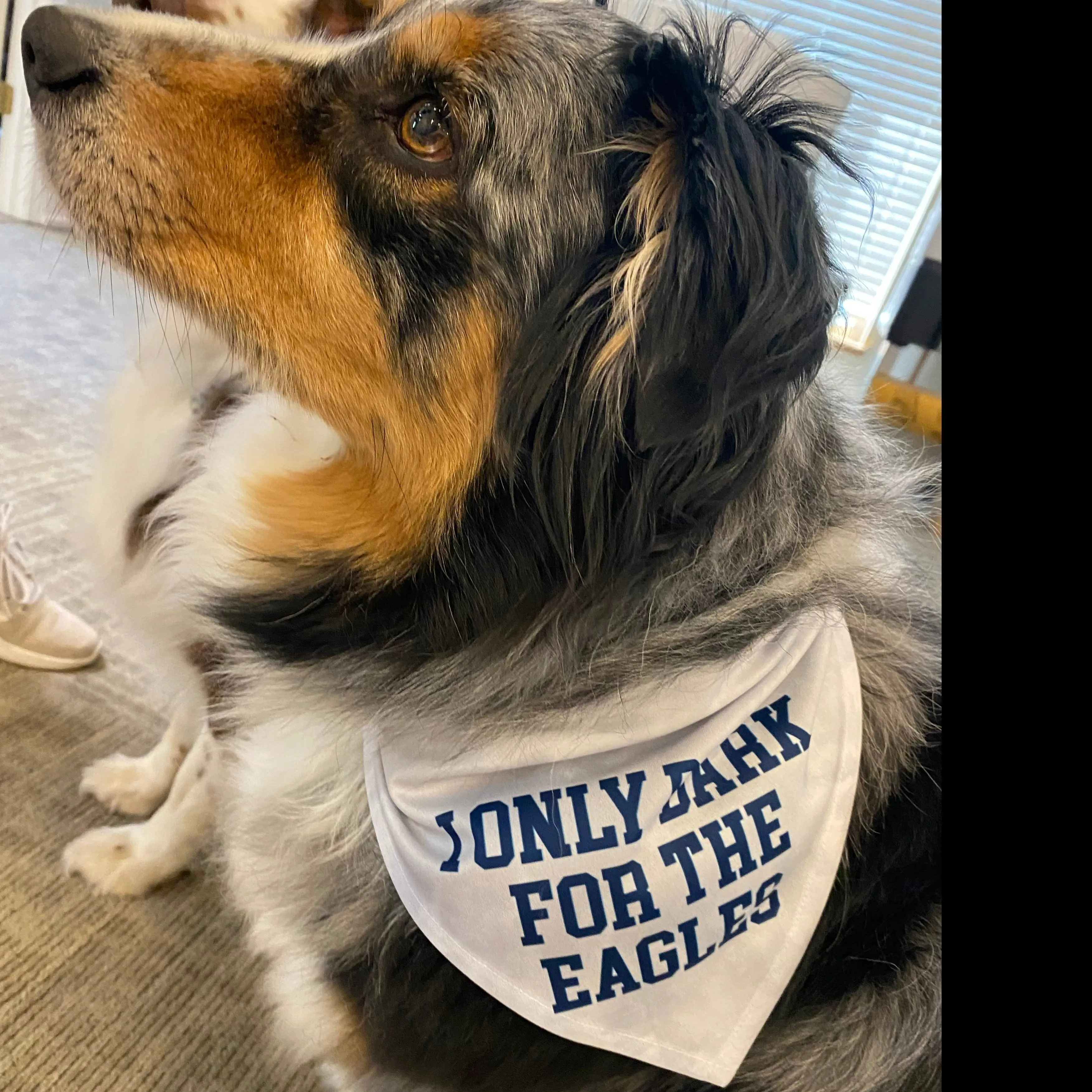 Spirit Wear - I Only Bark for TEAM Bandana