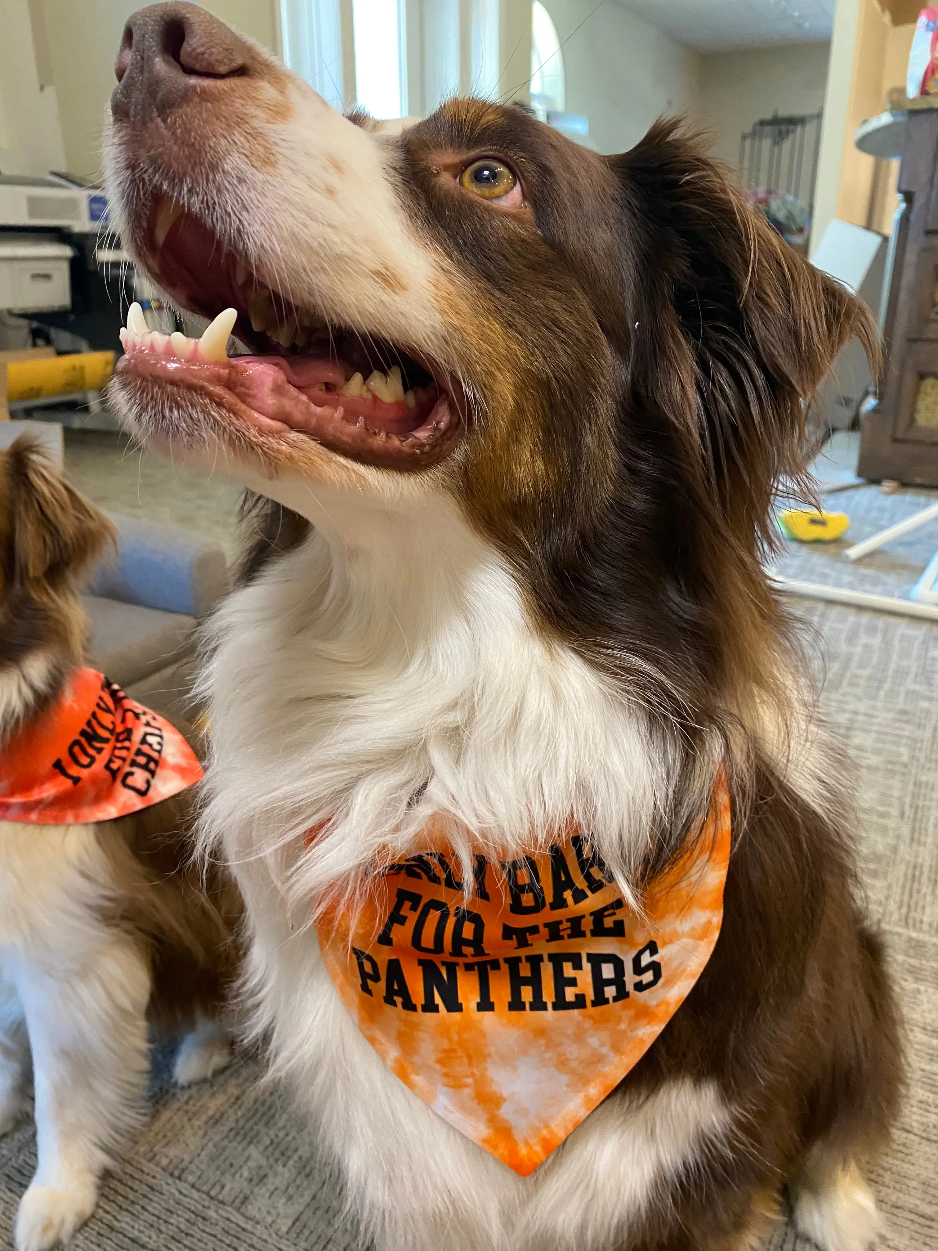 Spirit Wear - I Only Bark for TEAM Bandana