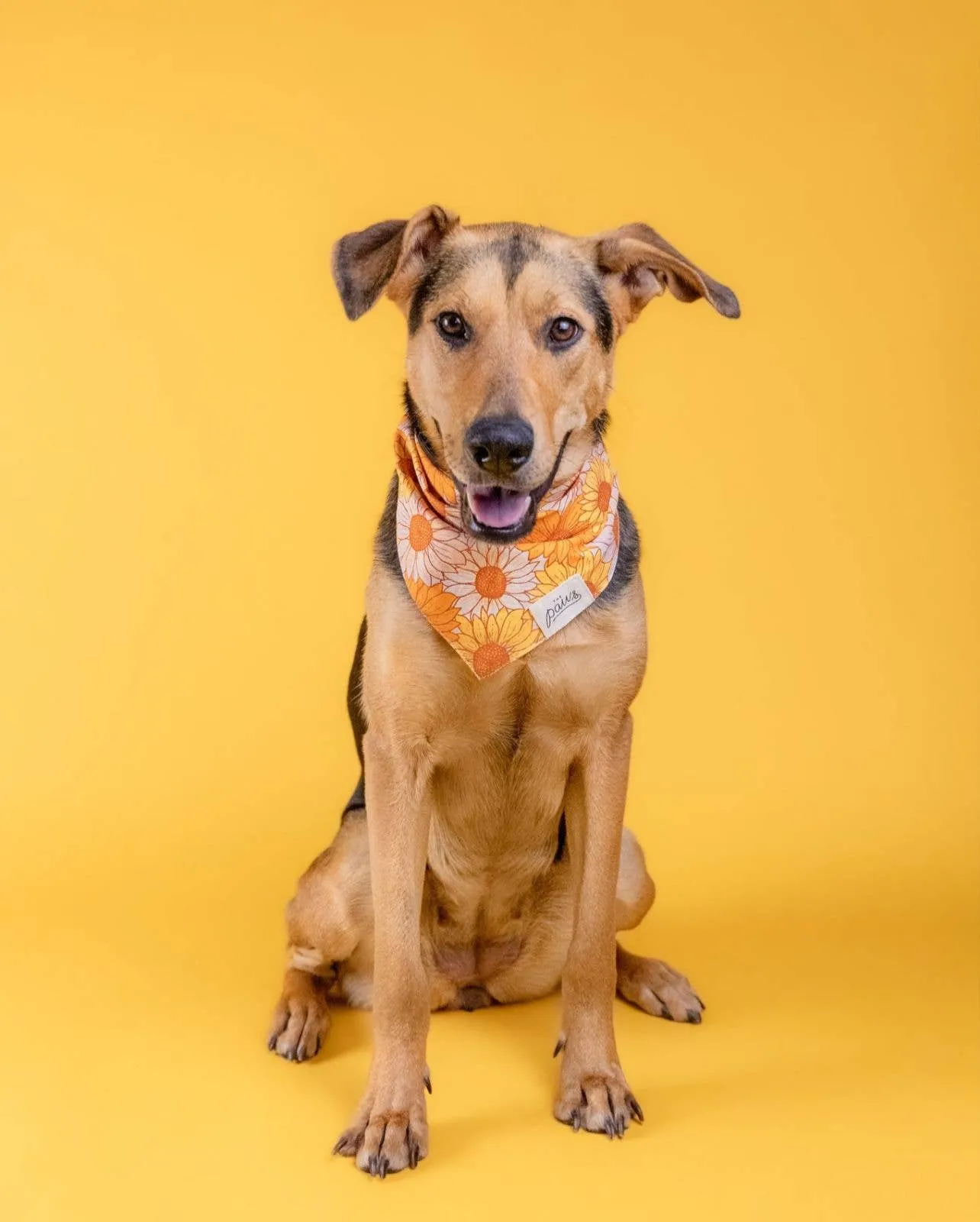 The Paws - Fielding Dog Bandana