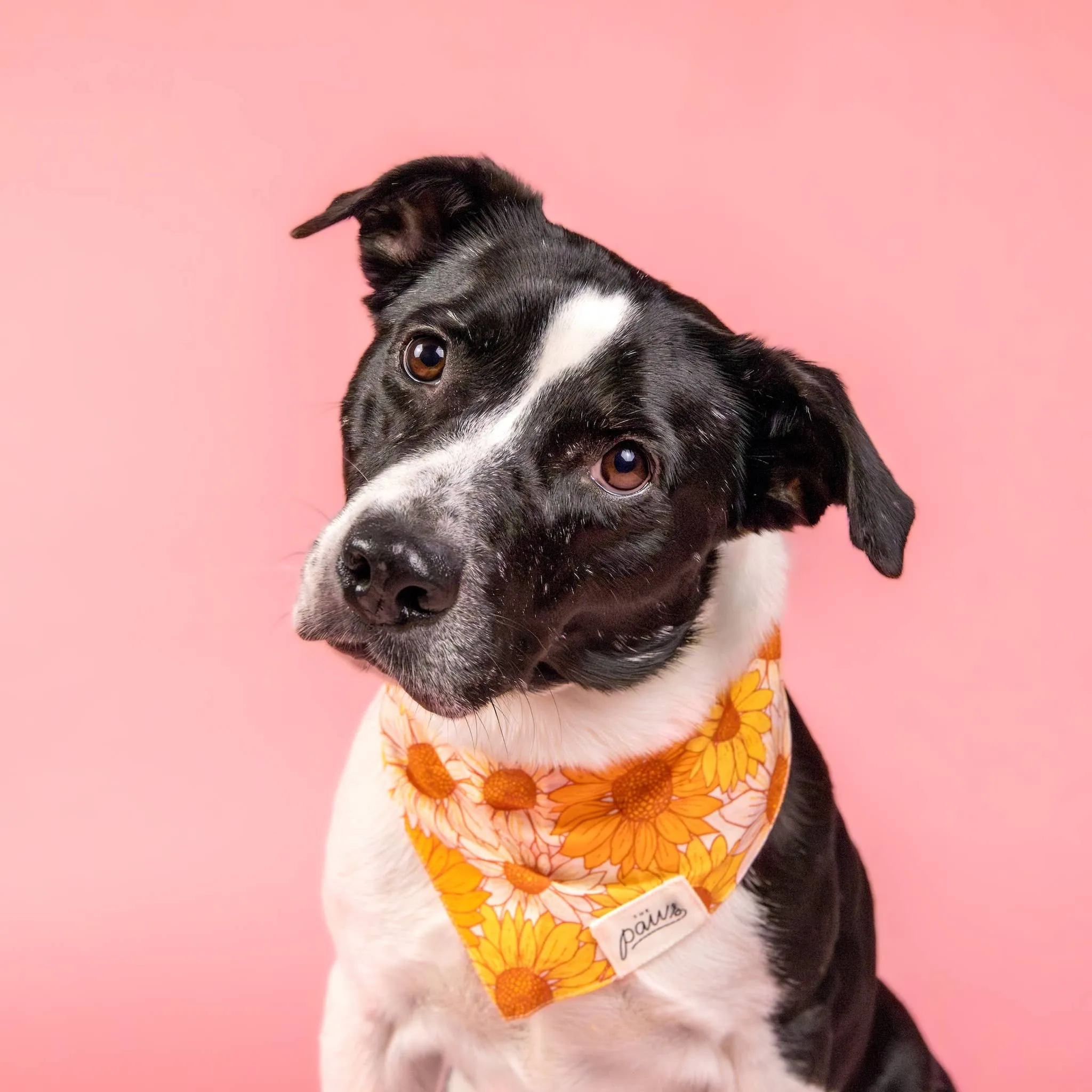 The Paws - Fielding Dog Bandana