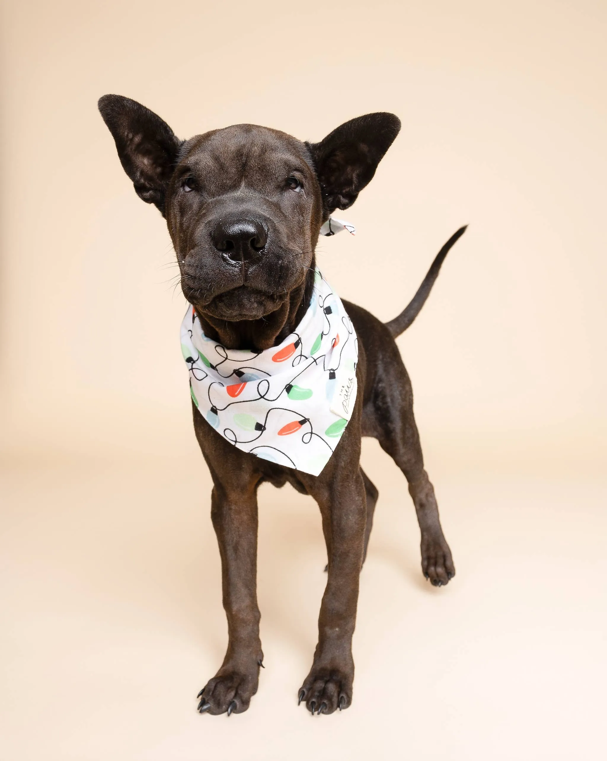 The Paws - Twinkle Christmas Dog Bandana