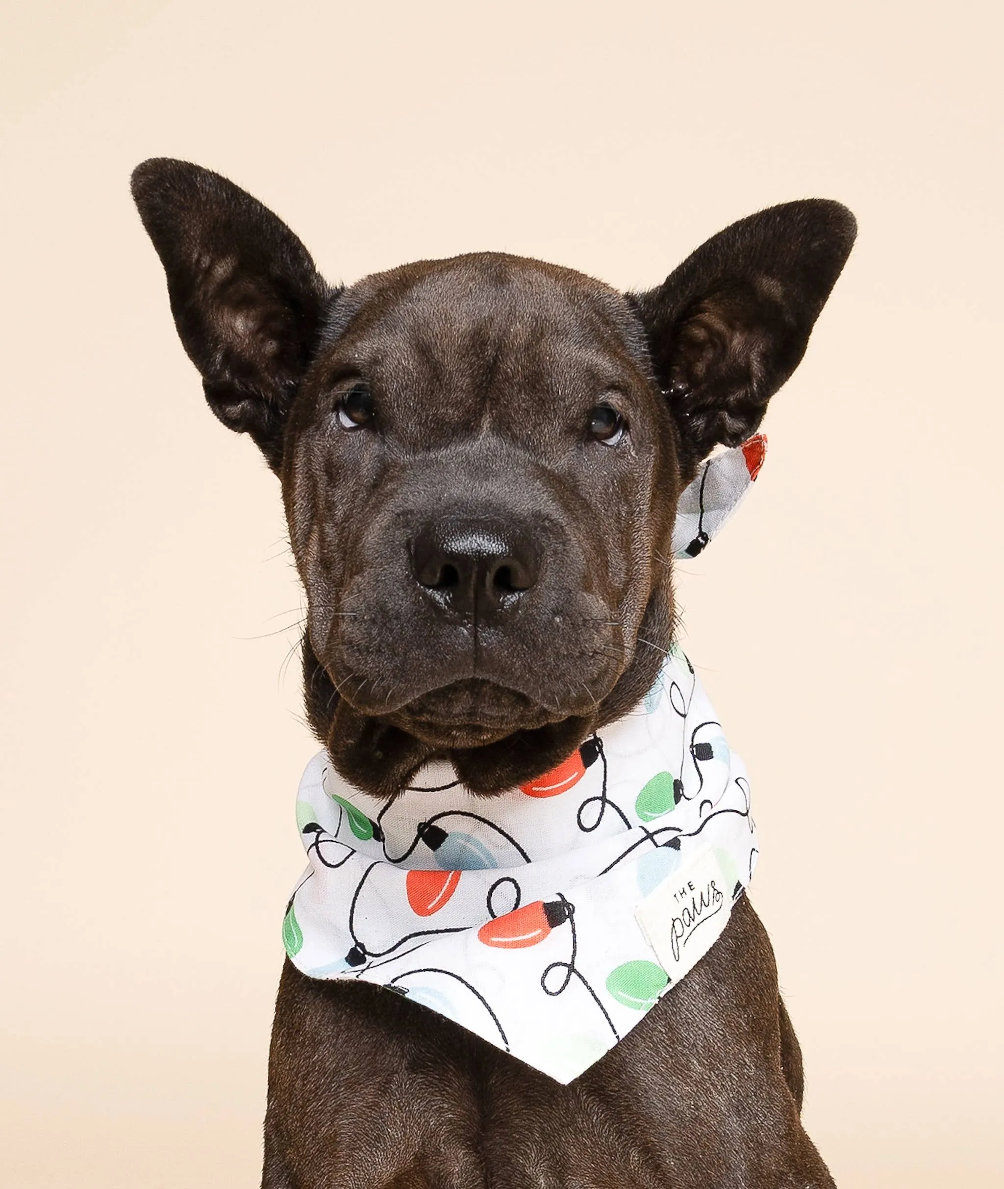 The Paws - Twinkle Christmas Dog Bandana