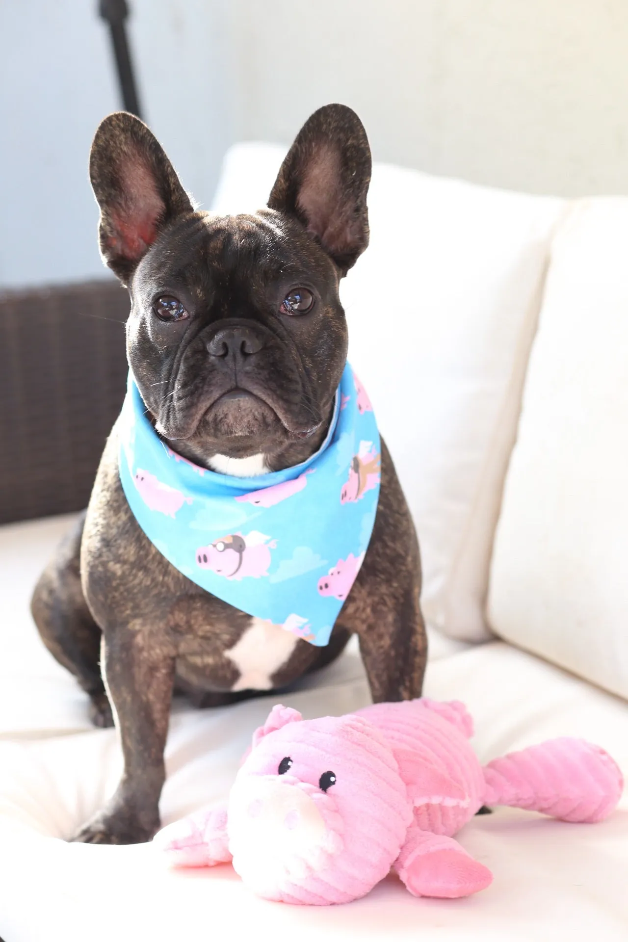 When Pigs Fly