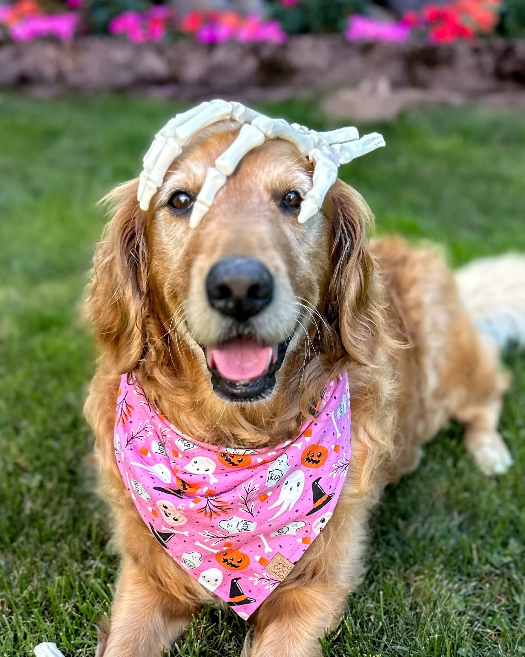 Wickedly Pink Halloween Dog Bandana